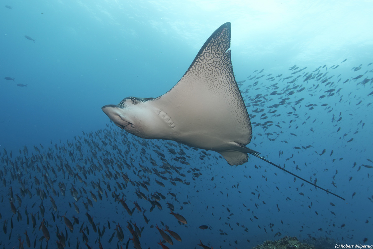 galapagos eagle ray