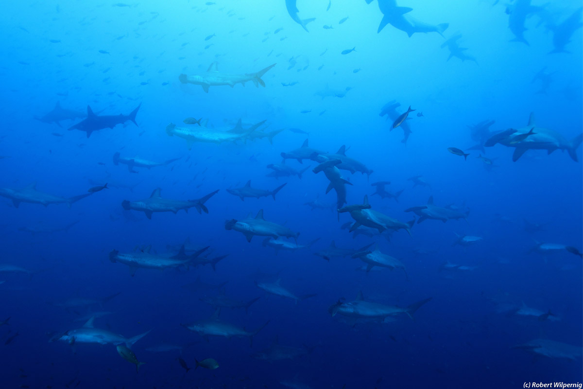 a school hammerhead sharks