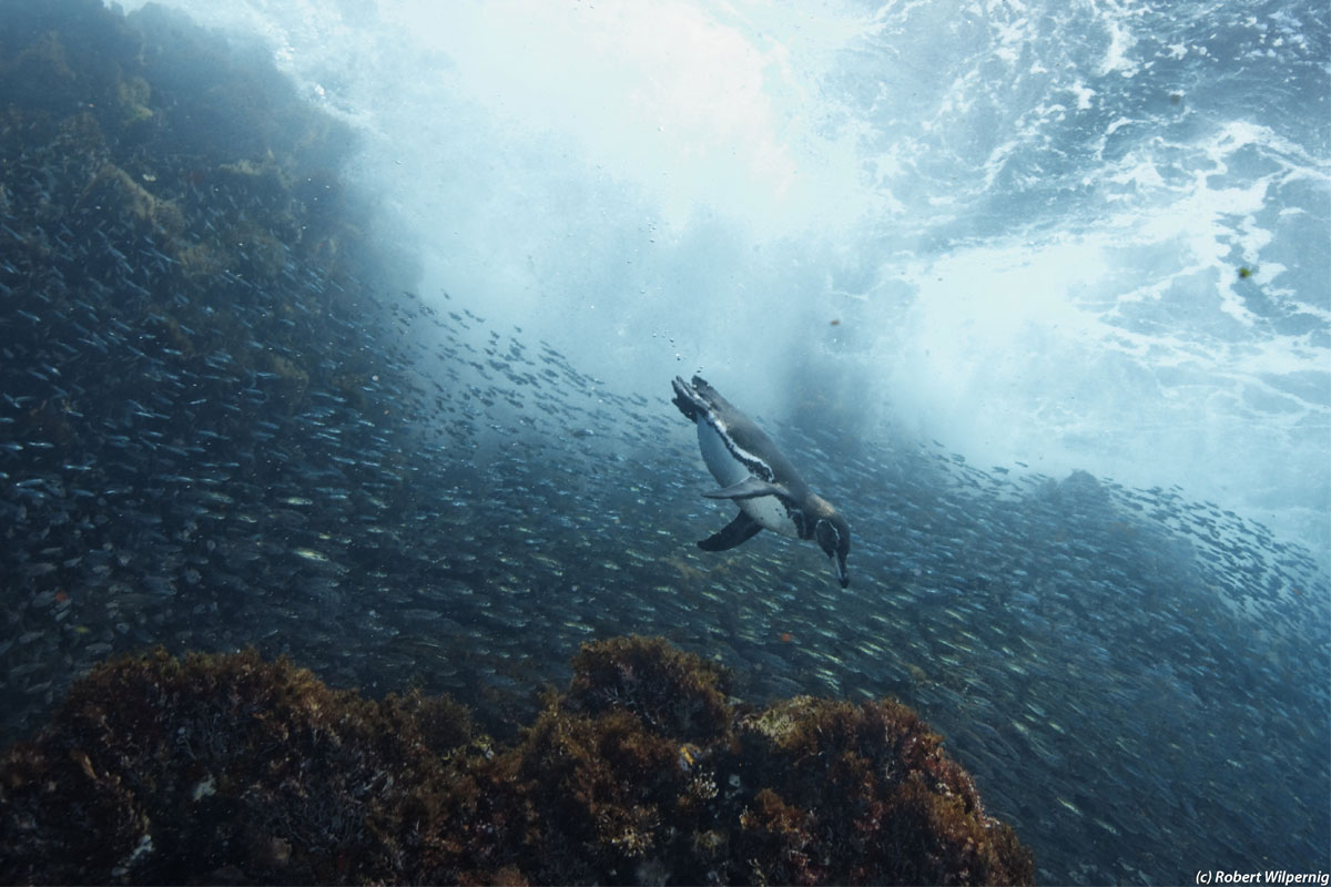 penguin swimming next to a school of fish