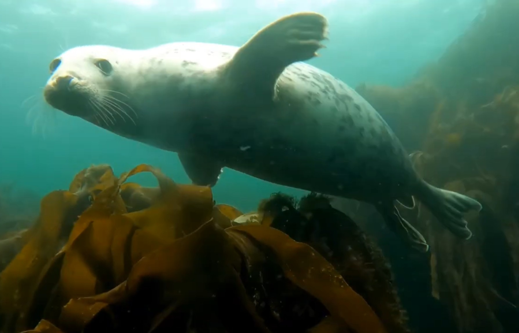 seal diving in the farne islands