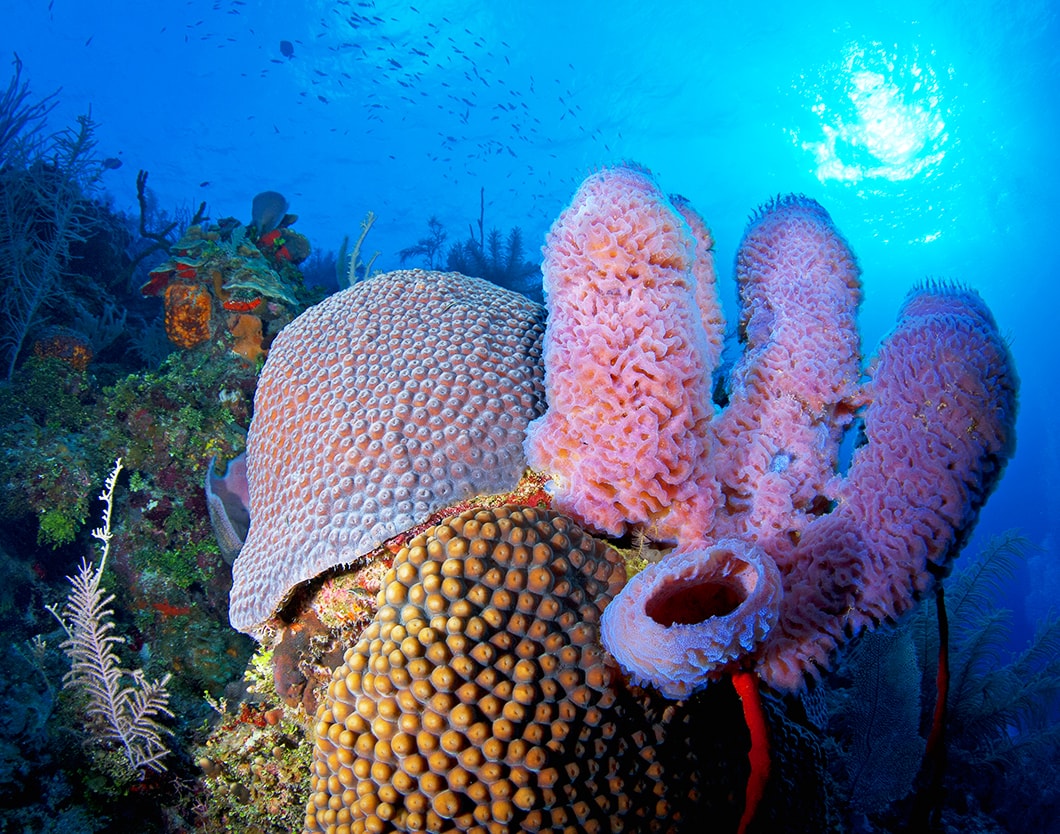 Caymen Islands diving holiday