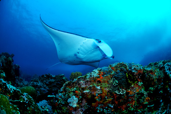 manta ray in indonesia