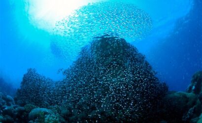Red Sea