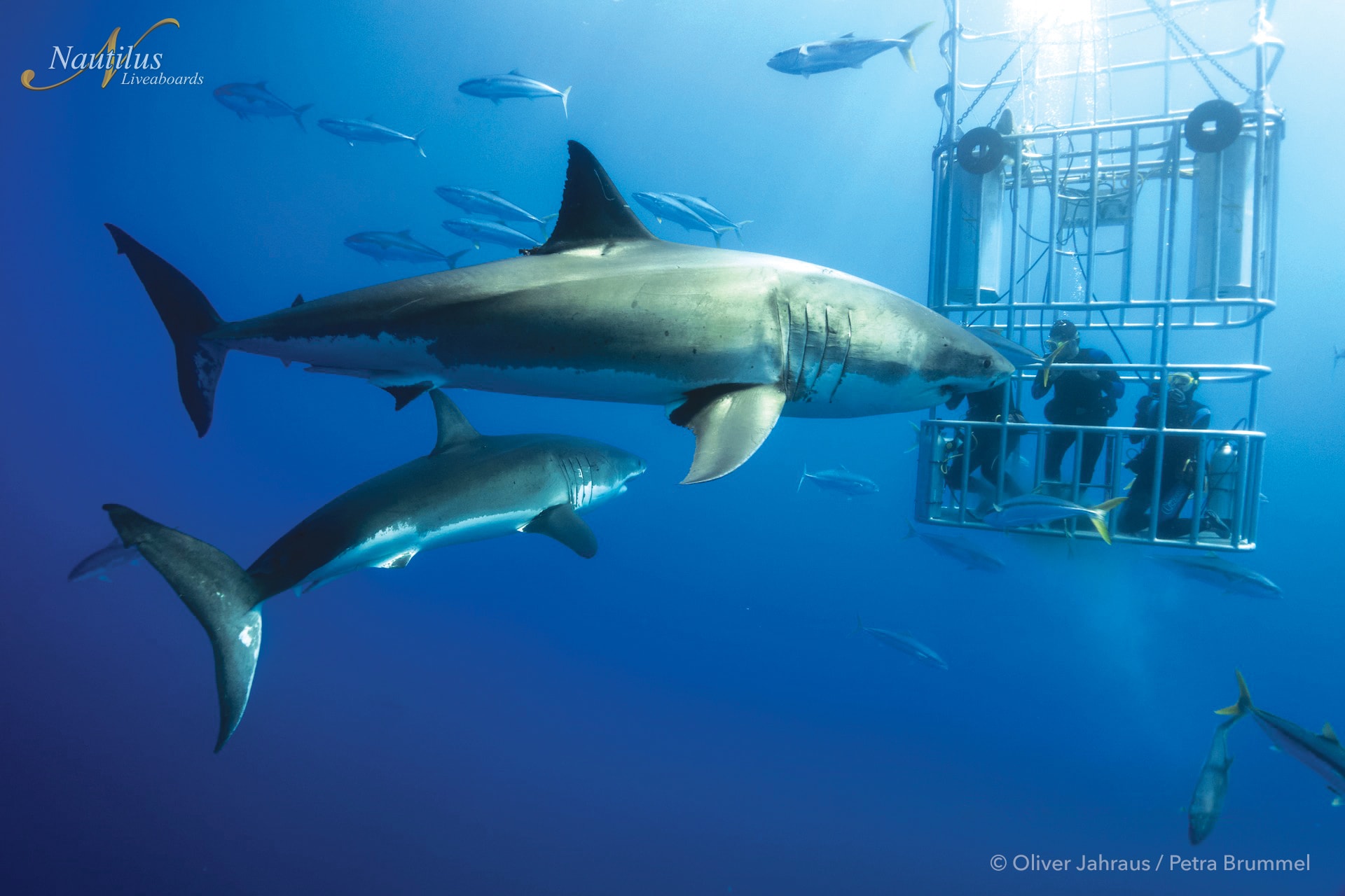 Cage diving with sharks