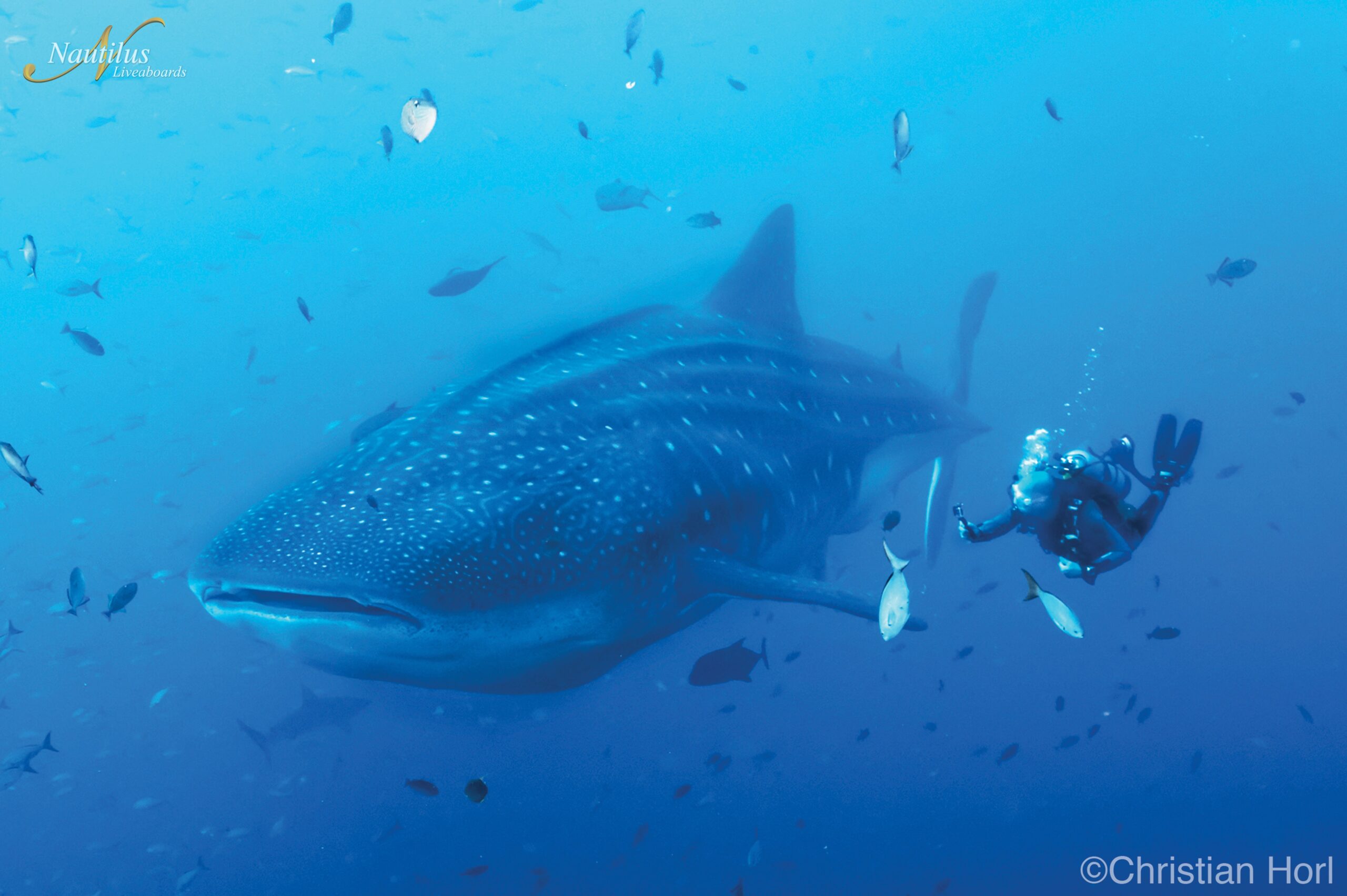 Whale shark