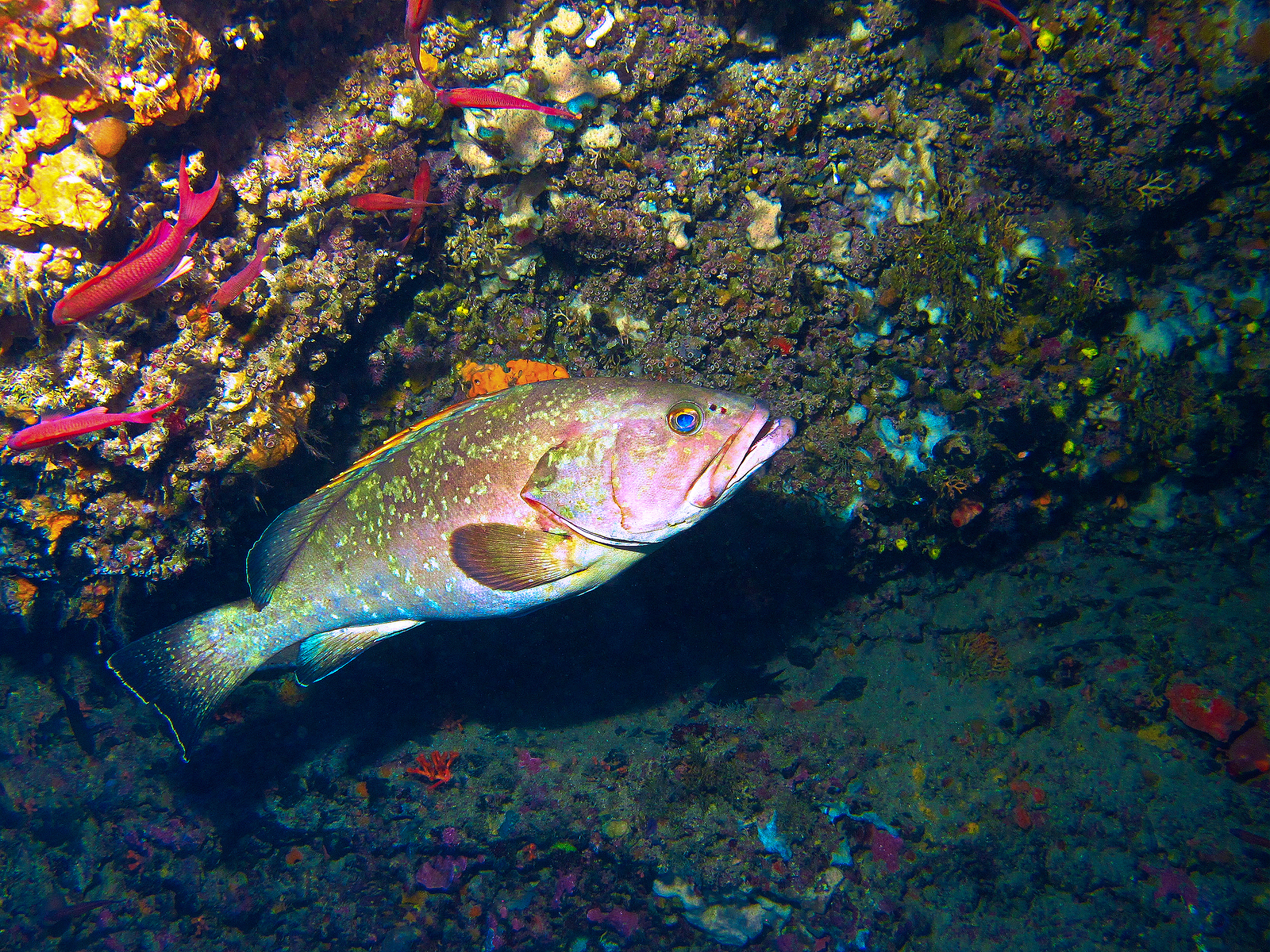 A grouper found on a scuba dive in Spain