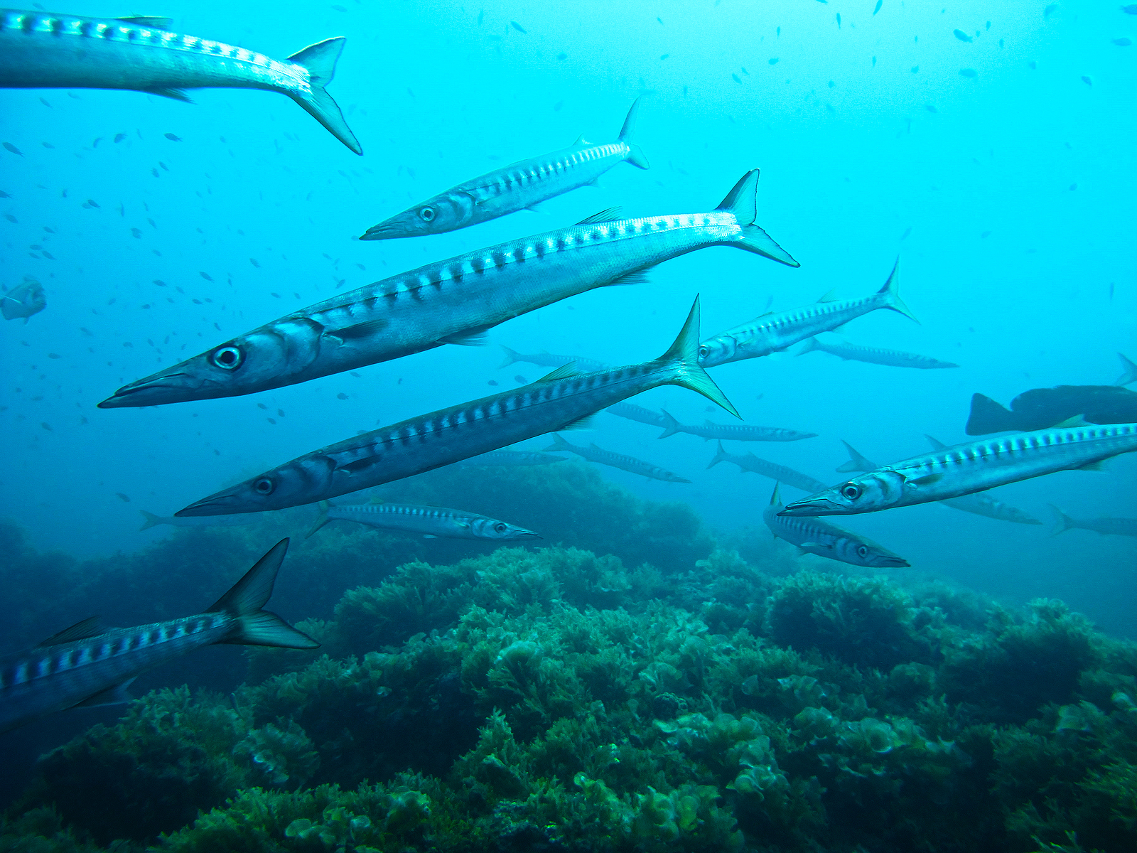 A school of barracudas in Spain