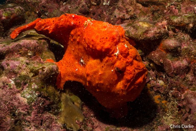 Frog fish