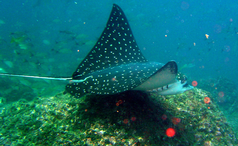 eagle rays