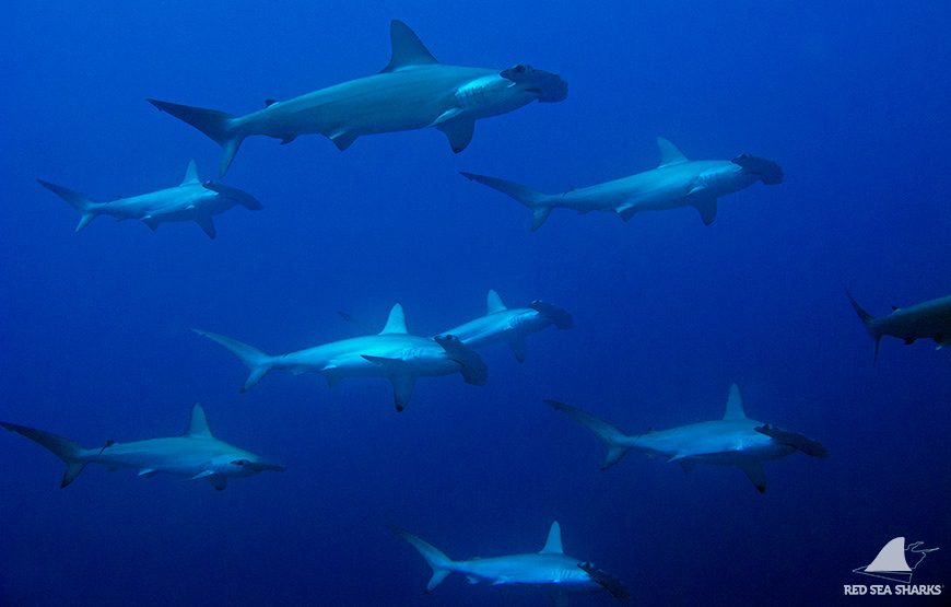 Hammerheads