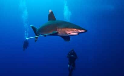 red sea shark diving