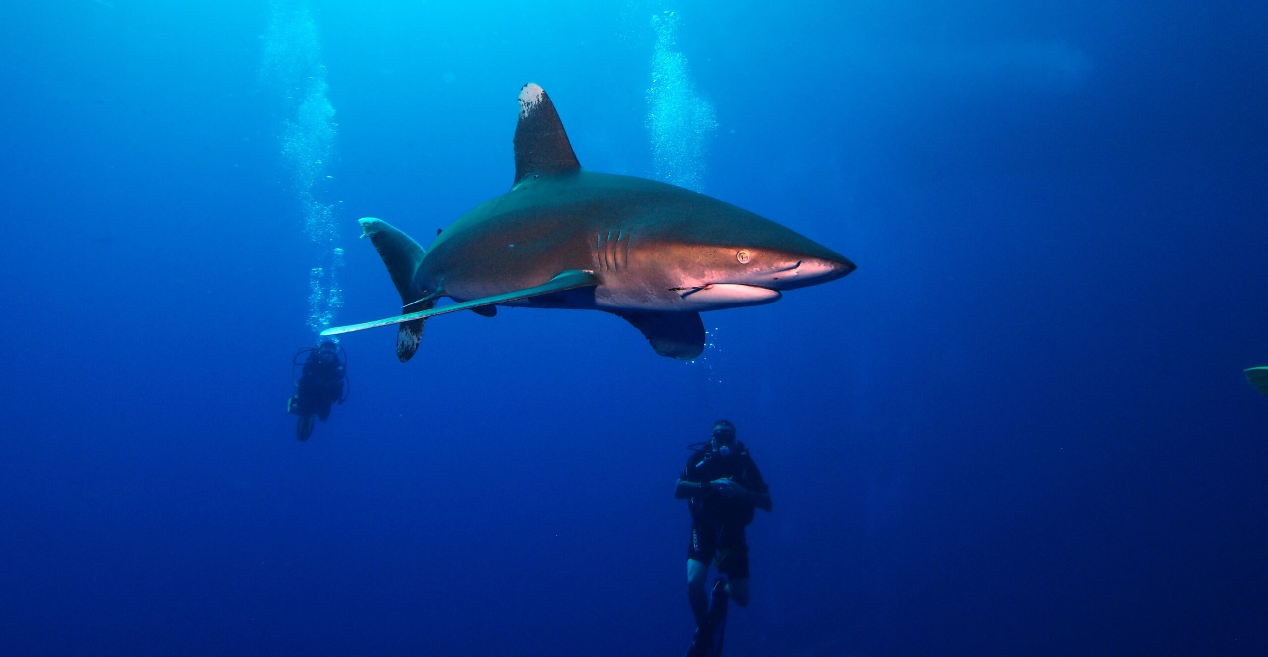 red sea shark diving