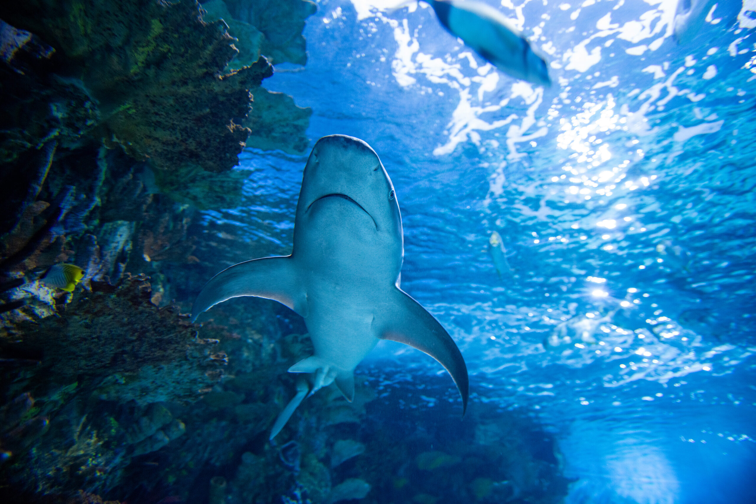 Scuba diving photo of great white shark off Guadalupe Island in Mexico