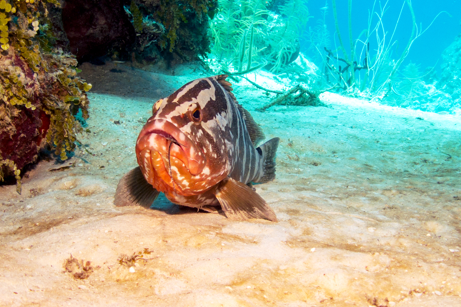 Nassau Grouper Feeding On Lobster In Belize Coral Reef