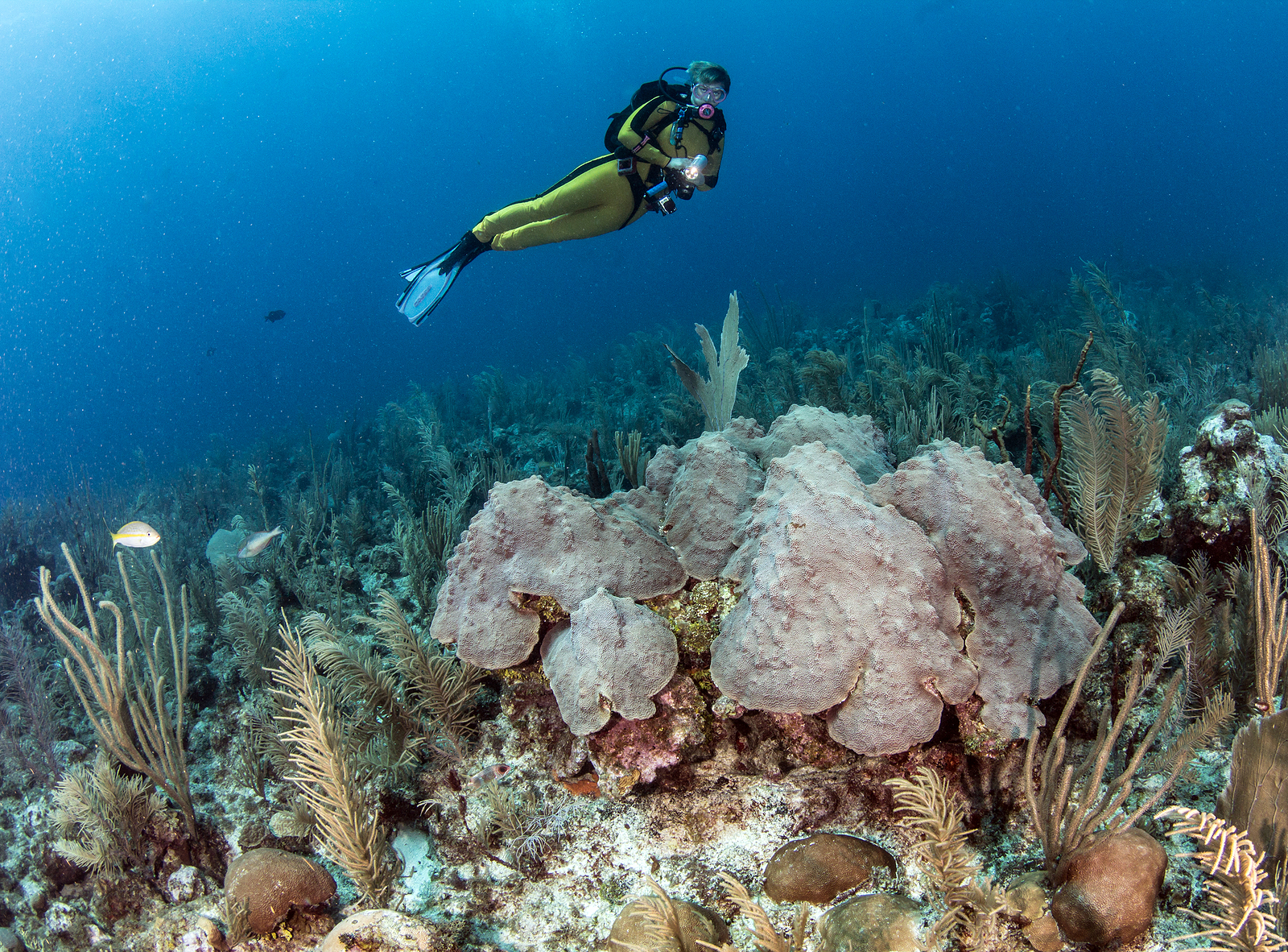 Scuba diving at Ambergris Caye in San Pedro, Belize