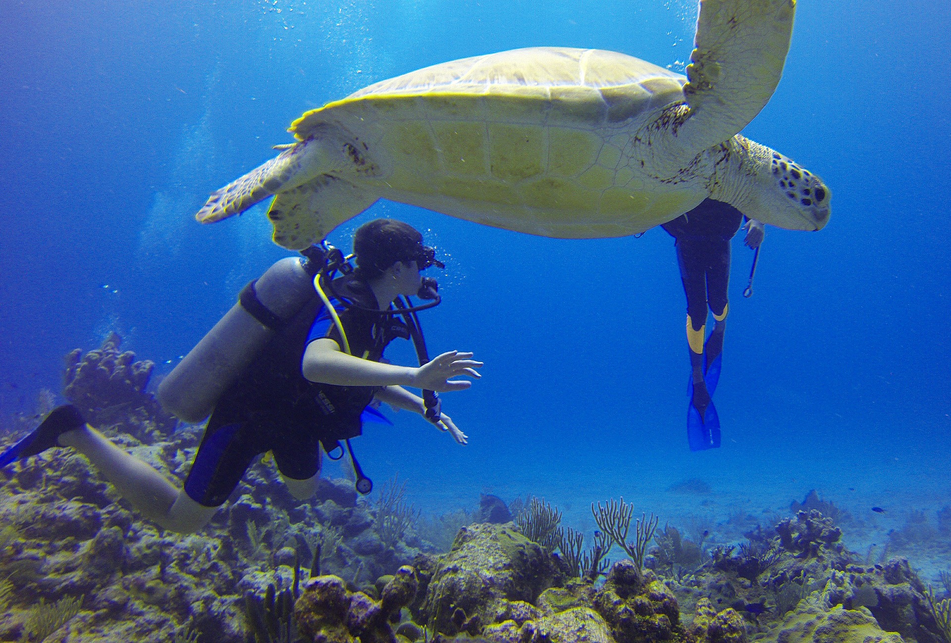 Scuba divers in Mexico diving with a turtle