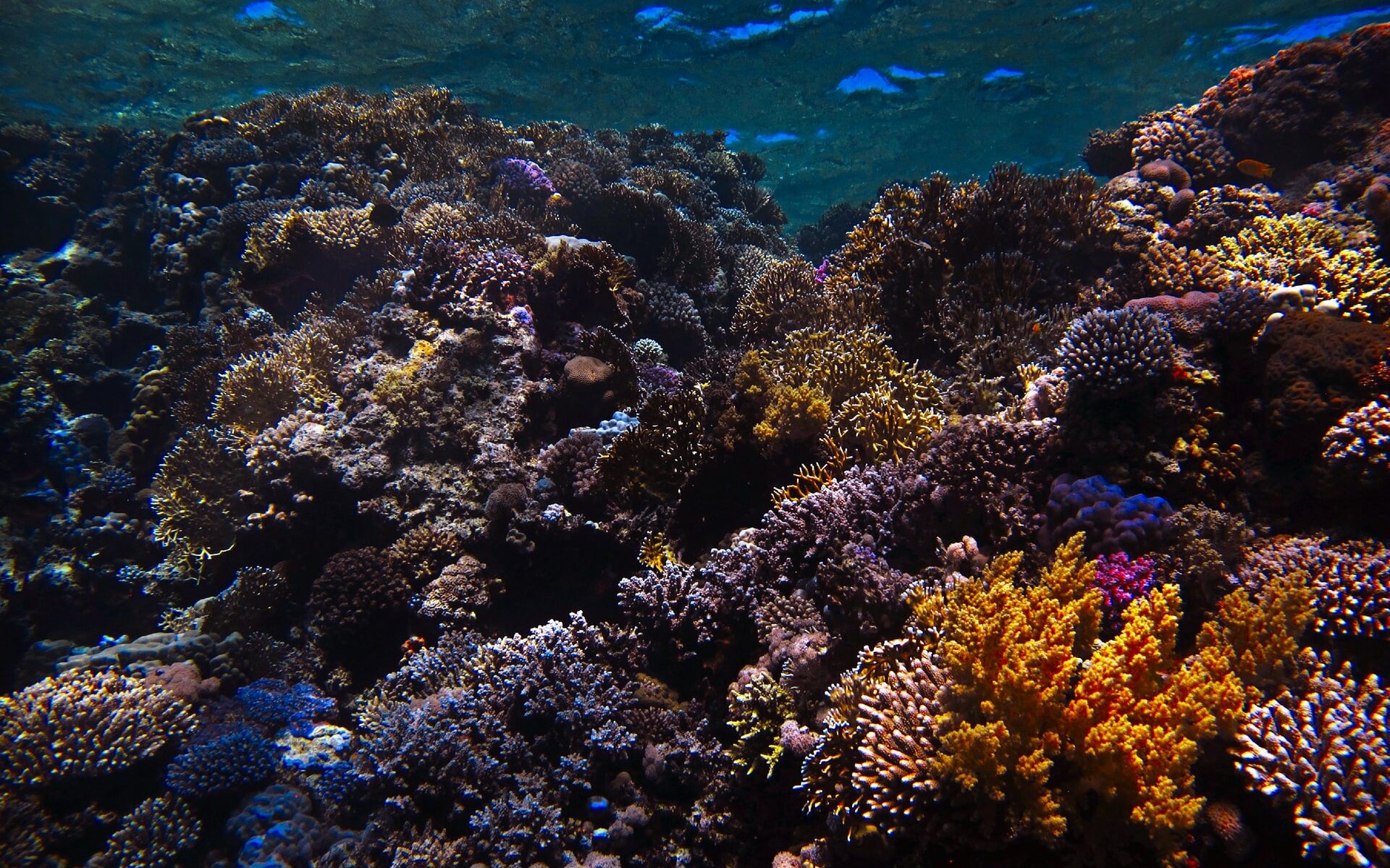 Coral reefs in the red sea