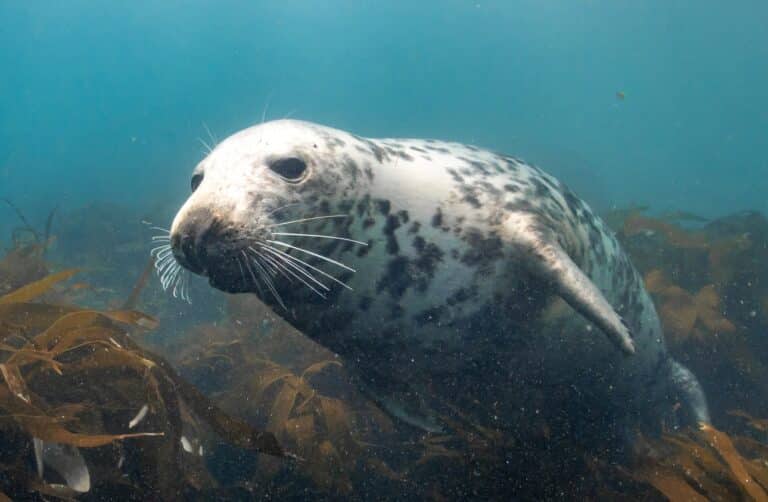 Lundy Island Seals UK diving
