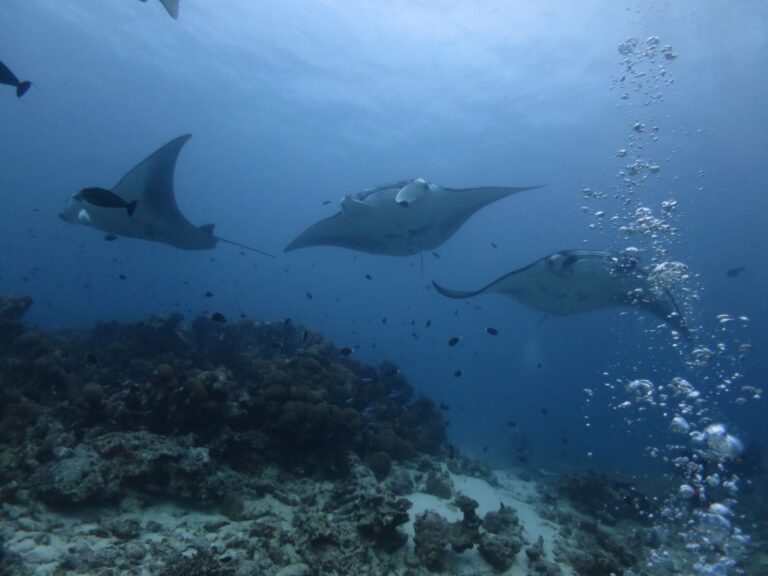 maldives diving holiday