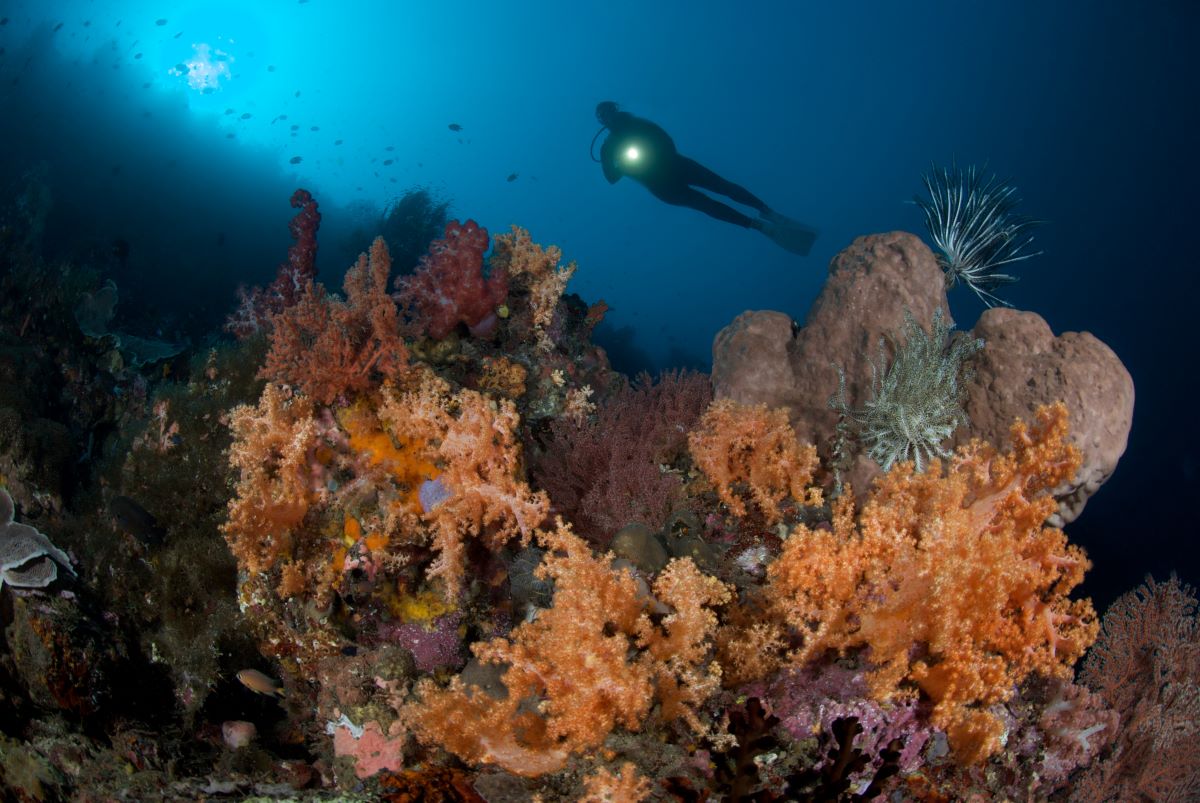 Murex Manado Bay wall