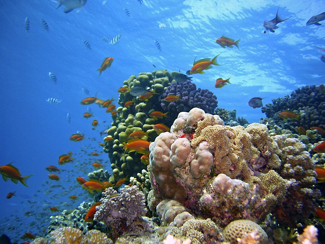 underwater, reef, dive, underwater world, corals, water, sea, sea creatures, coral reef, fishes, creature, blue, life, to dye, egypt, multicoloured, underwater forest, red sea, coral reef, coral reef, coral reef, coral reef, coral reef