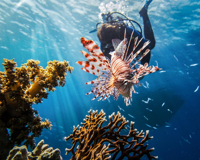 red sea, lionfish, scuba, diving, marine, nature, underwater, lionfish, lionfish, lionfish, lionfish, lionfish, scuba, scuba, scuba, diving