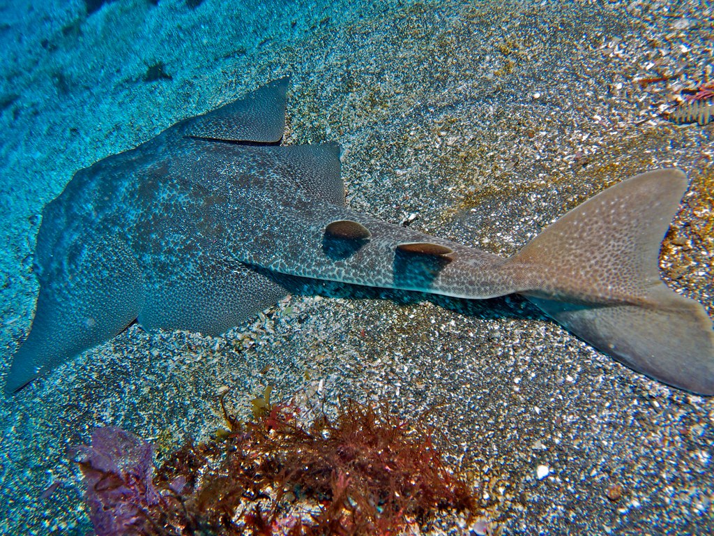 Deadliest Sharks in Britain - Angel Shark