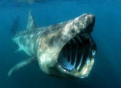 Deadliest Sharks in Britain - basking shark