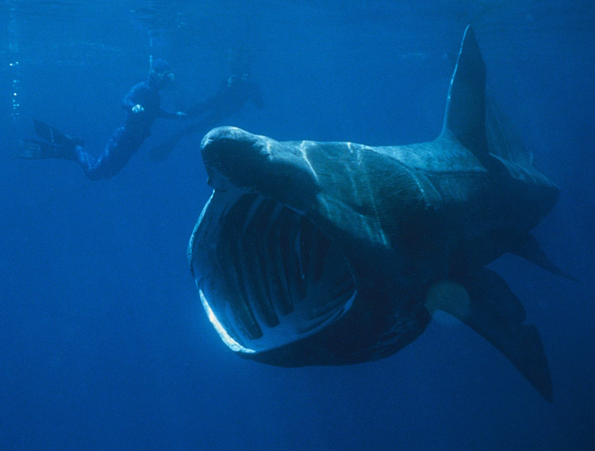 Basking sharks