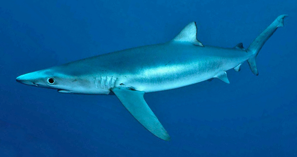 Deadliest Sharks in Britain - Blue Shark