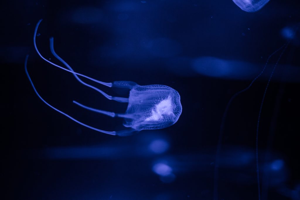 Top 10 most dangerous fish - box jellyfish