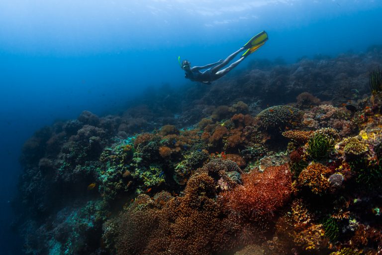 Diving in the Philippines Learn to Dive in the World’s Best Dive Location