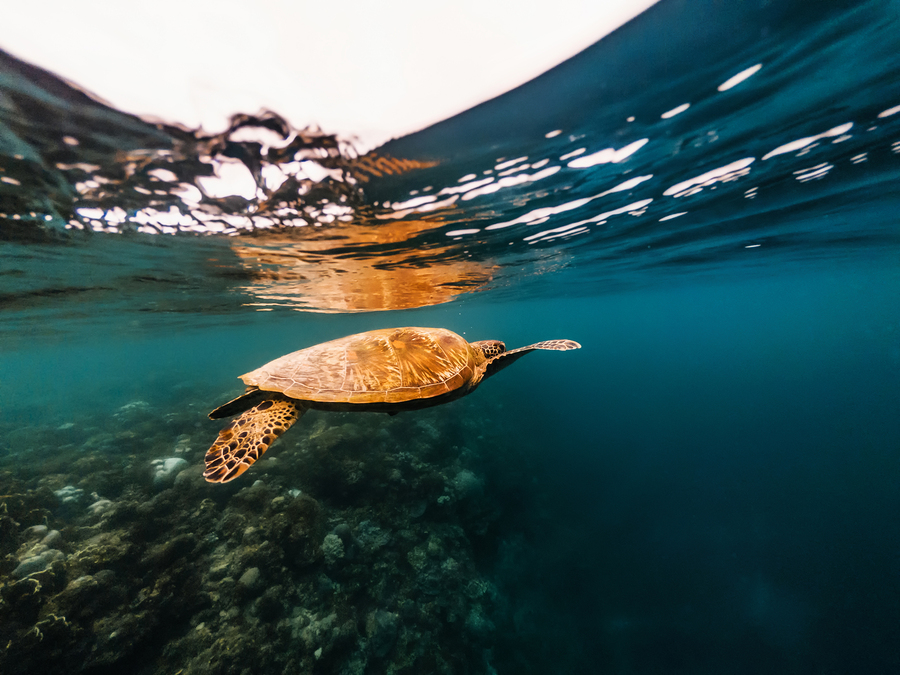 Diving tenerife Big Sea Turtle