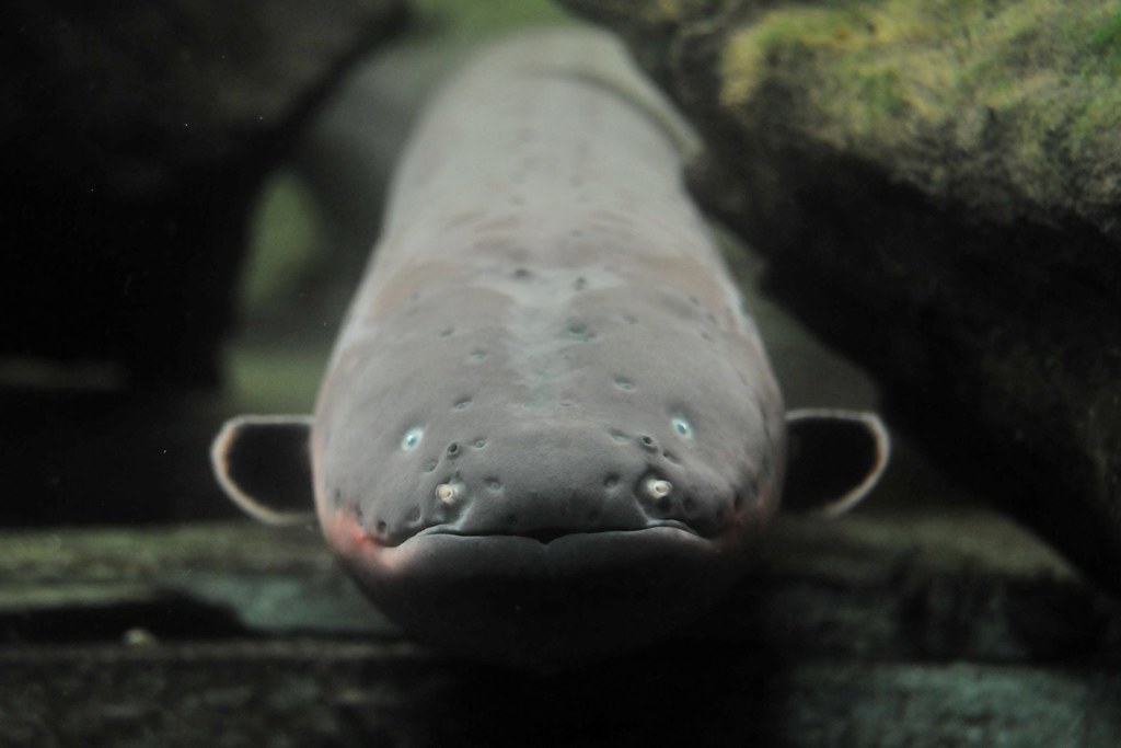 The Bite Fight Club: Sharks vs Moray Eels