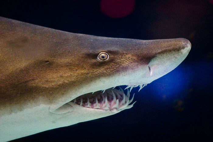 Deadliest Sharks in Britain - Nurse Shark 