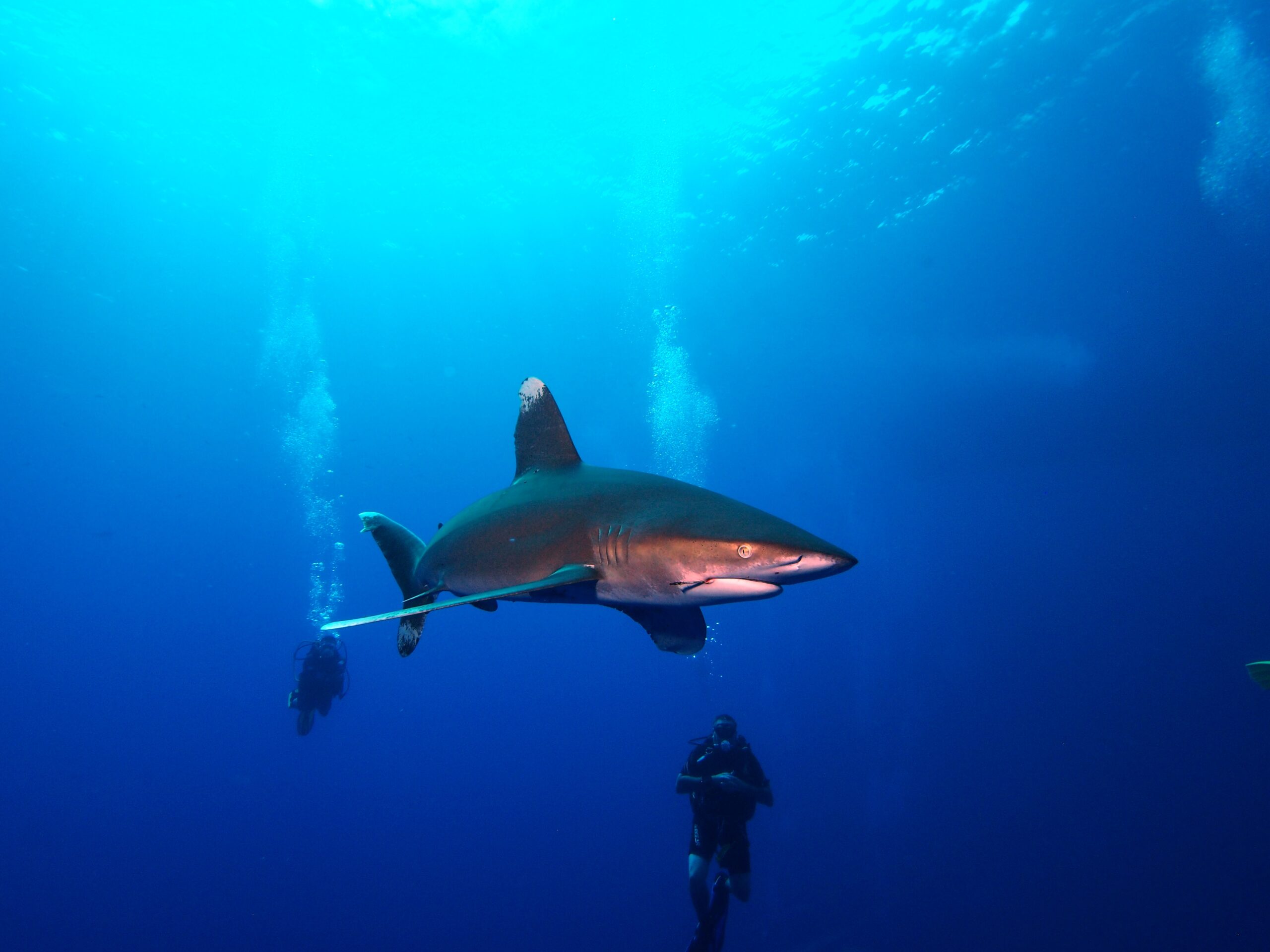 Sharks show their 'Heart' with 2022 Charity jersey