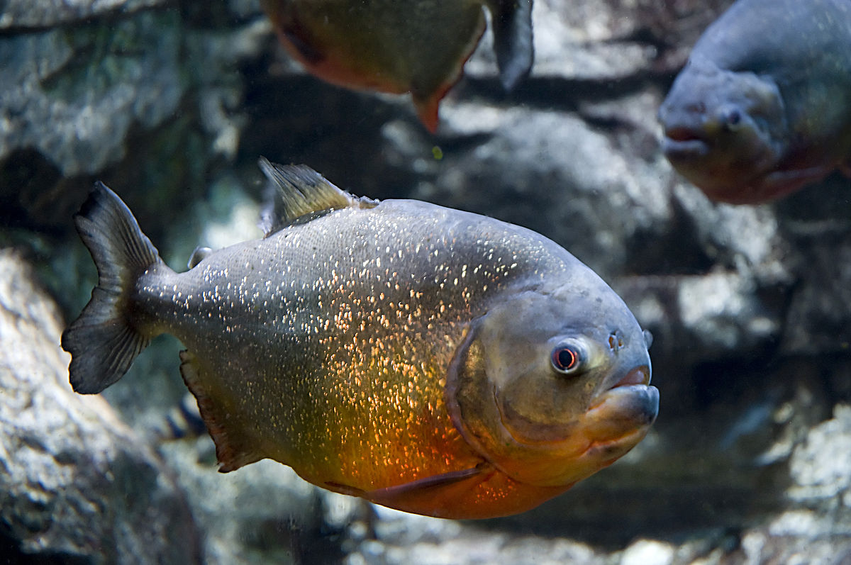 Top 10 most dangerous fish in the world - piranhas