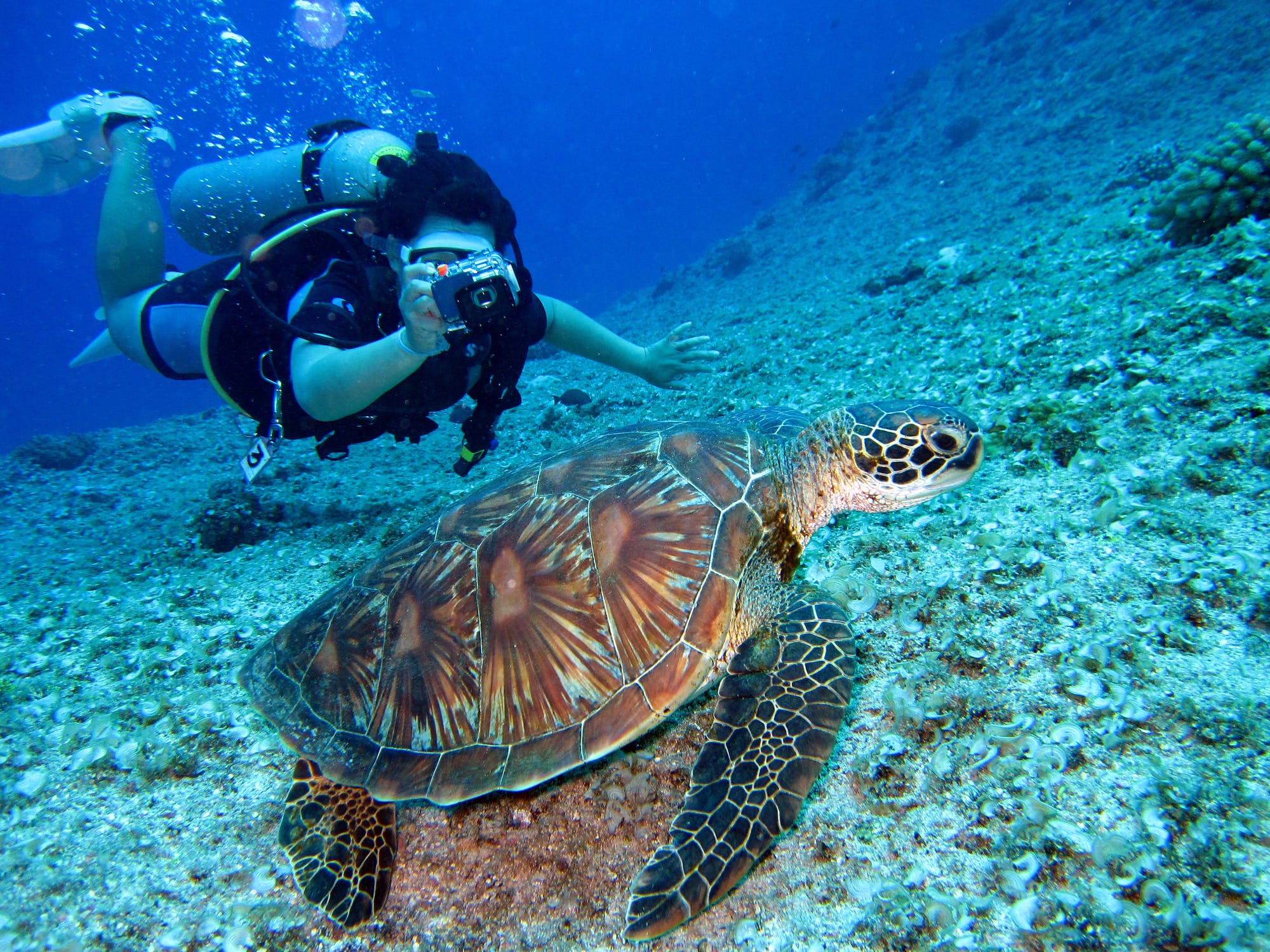 Scuba diving with turtles