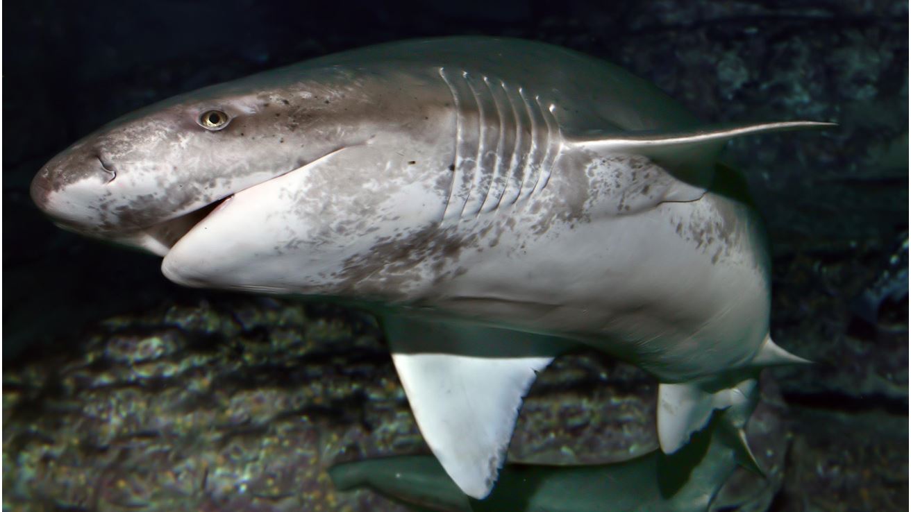 Deadliest Sharks in Britain - Sharpnose Sevengill Shark 