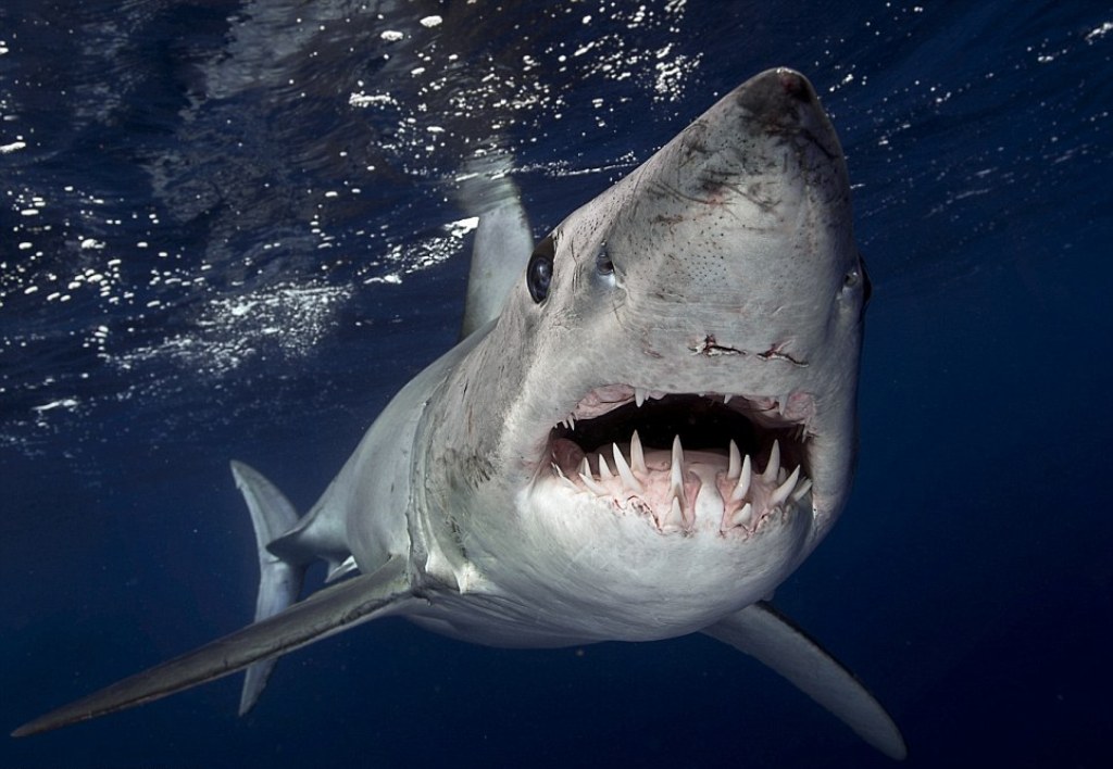 Deadliest Sharks in Britain - Shortfin Mako Shark 