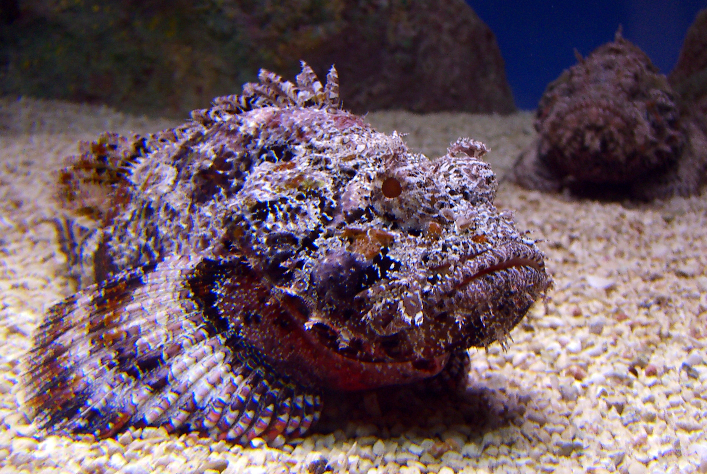 The Top 10 Most Dangerous Fish In The World Scuba Divers Be Aware 