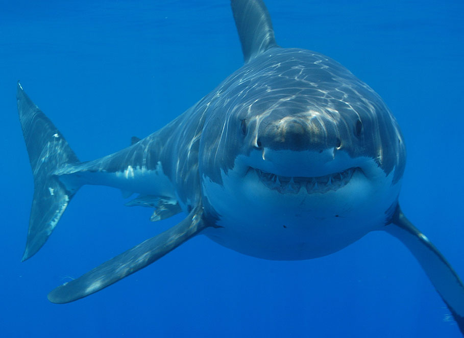 Top 10 most dangerous fish - the Great White Shark