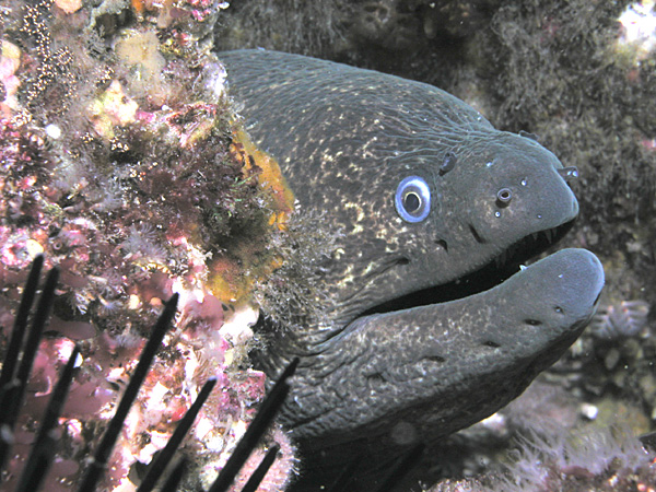 The Bite Fight Club: Sharks vs Moray Eels