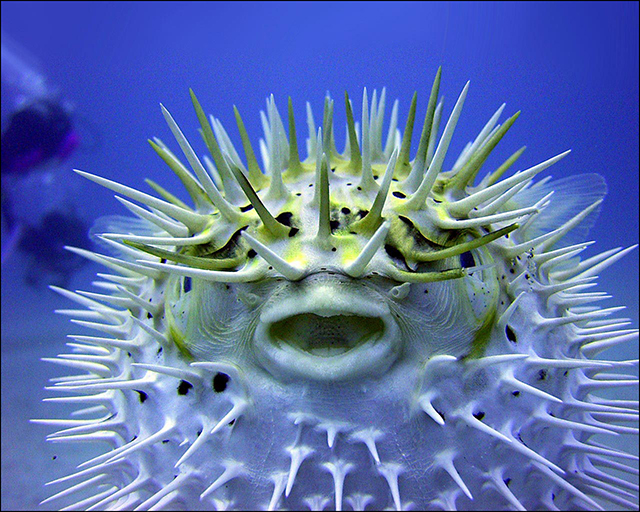 Top 10 most dangerous fish - the Puffer Fish