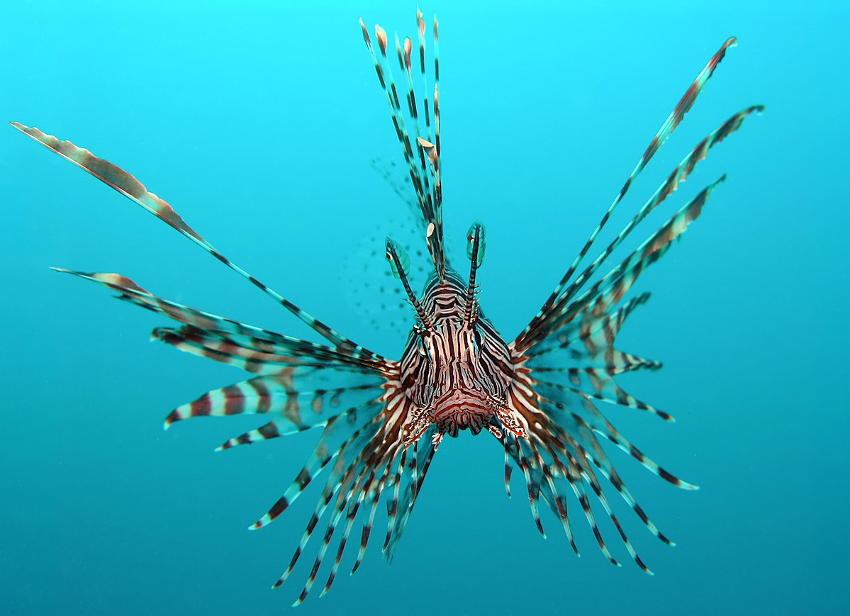 Lionfish