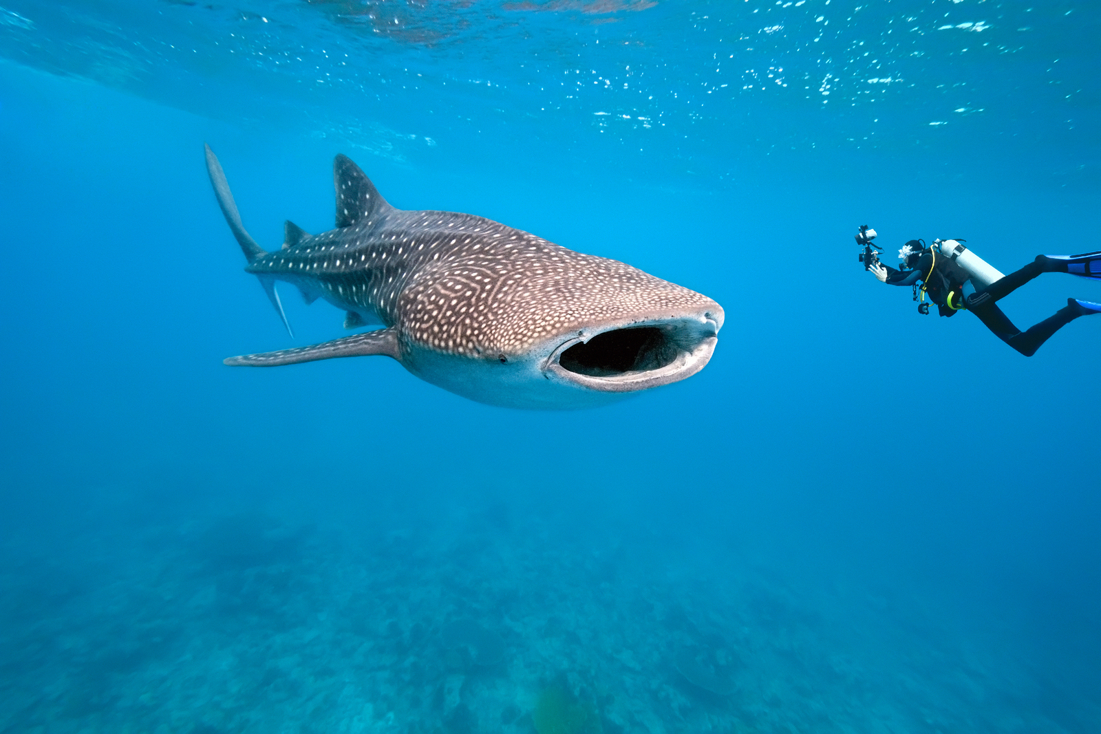 Diving and Swimming with Whale Sharks