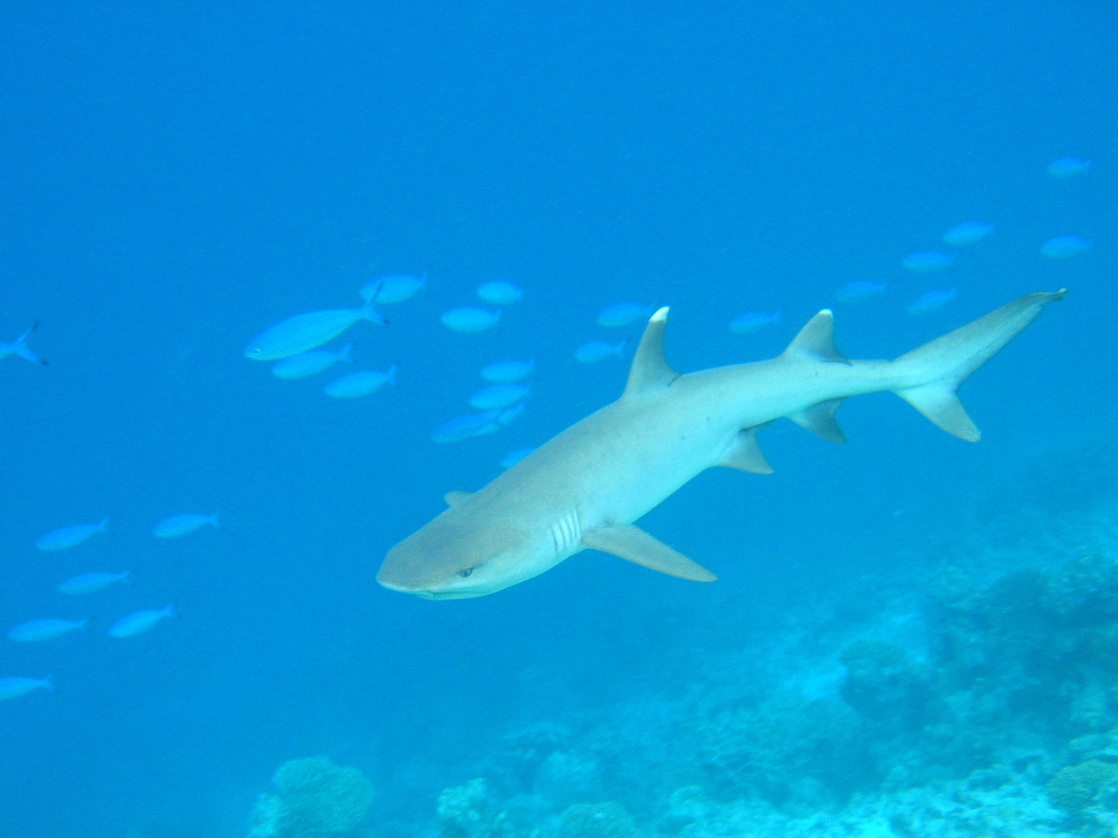 Deadliest Sharks in Britain - White Tip Shark