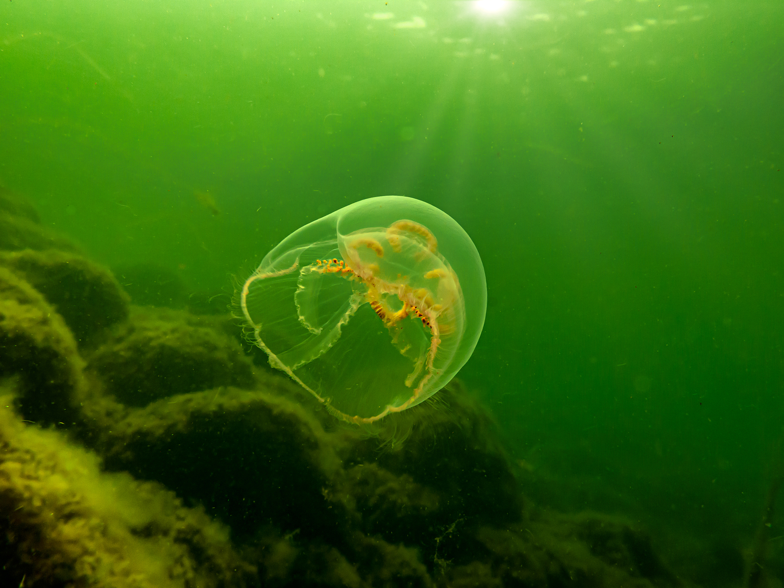 moon jelly fish scotland dive