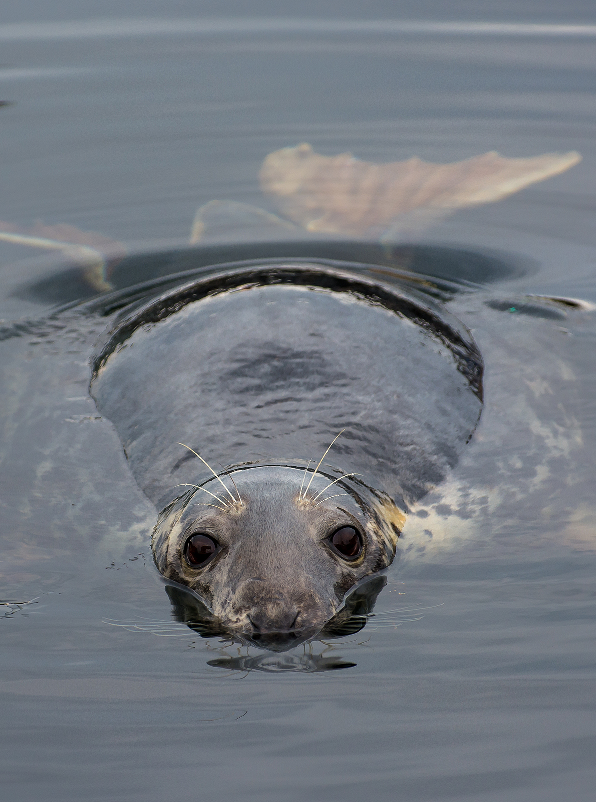 seal diving scuba