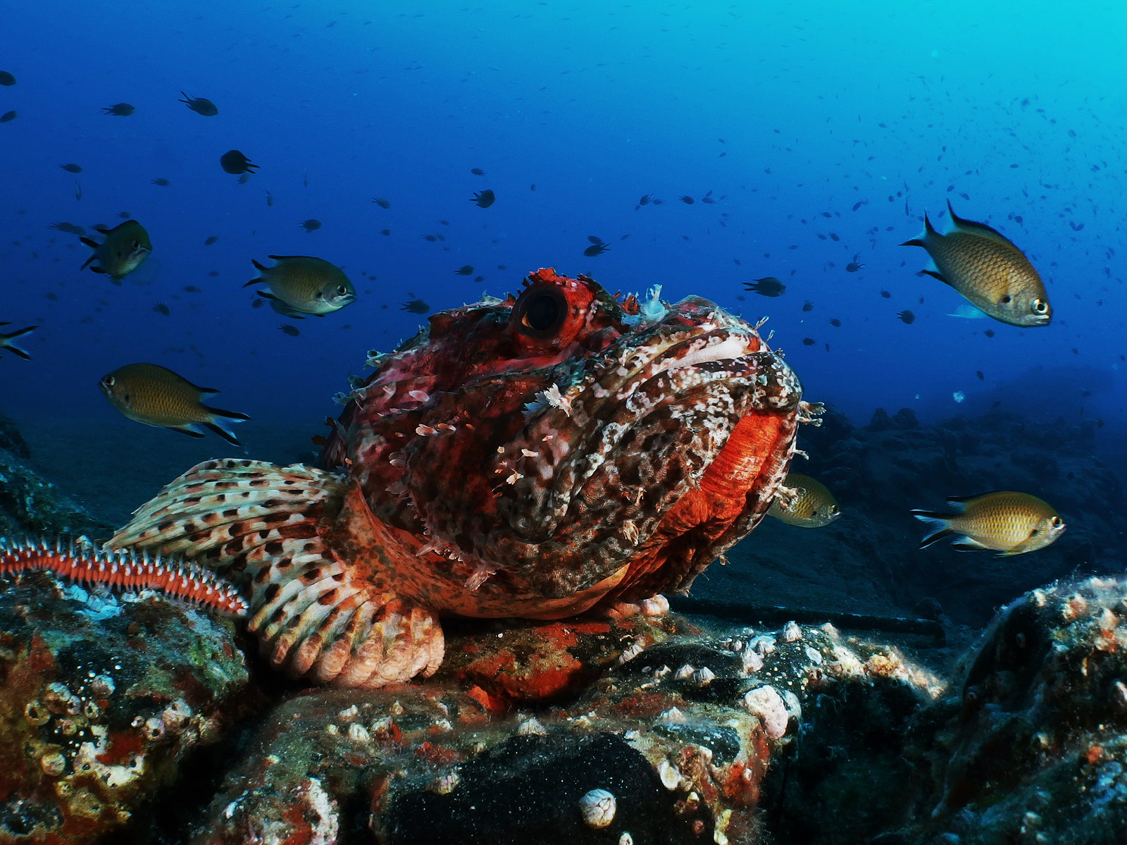 fish diving in lanzarote